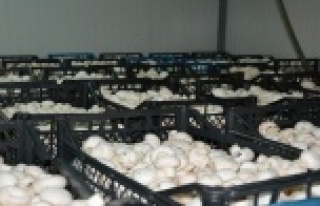 Kültür mantarına zam