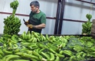 Muzda şok düşüş üreticiyi üzdü