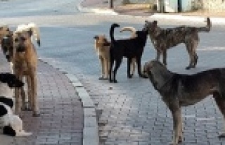 Ölüme terk edilen sokak köpeklerini belediye kurtardı