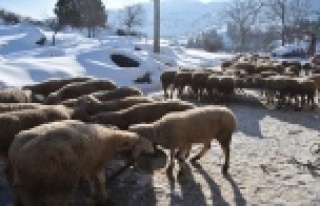 Alanya'da 6 kişi ve 300 koyun donmaktan kurtarıldı