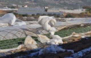 Fırtına seraları uçurdu