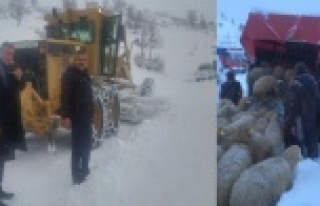 Karda mahsur kalan 100 koyun kurtarıldı