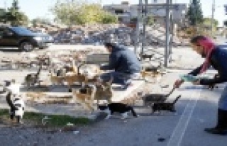 Kedilerin yaşam mücadelesi