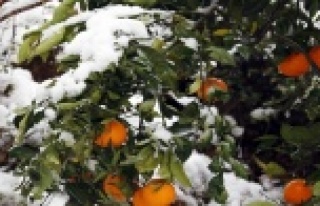 Portakal ve limon ağaçları beyaza büründü