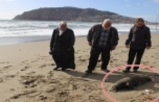Alanya’da ölü Akdeniz foku sahile vurdu