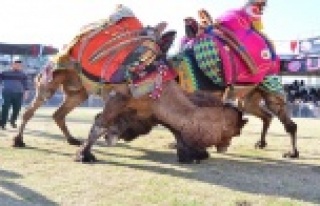 Develer kapalı spor salonu için güreşti