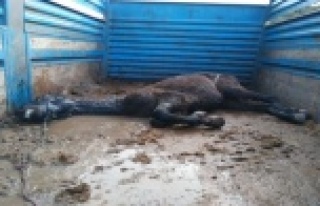 Kaçak at kesimine jandarma baskını