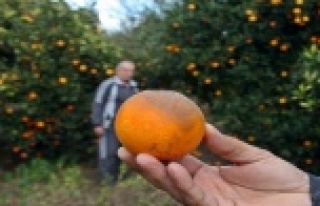 Kışın vazgeçilmezi portakalı don vurdu