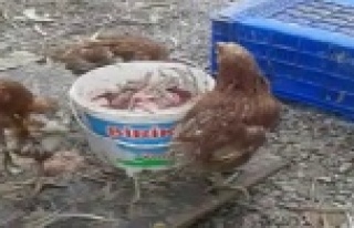 Ruhsatsız tavuk çiftliğine baskın