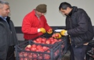 Rusya’ya Elma ihracatı başladı