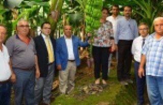 '365 gün muz üretiyoruz'