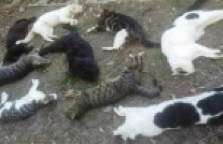 Alanya'da 25 kedi katledildi
