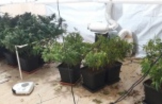 Apartman dairesini uyuşturucu serasına çevirdiler