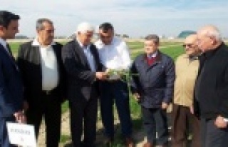 Bölgeye has buğday türü bulunacak