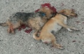 İki köpeğin 'kasten ezildiği' iddiası