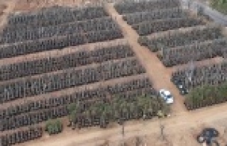 O ağaçlar koruma altında