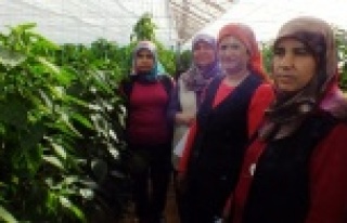 Seradaki ürünlerini böceklerle koruyacaklar