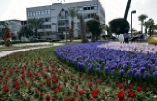 Alanya'da lale ve sümbül devri