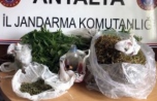 Alanya'ya esrar şoku! Bahçeye ekmişler