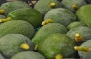 Avakado fiyatları rekora koşuyor