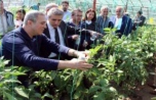 Patlıcan serasında biyolojik mücadele