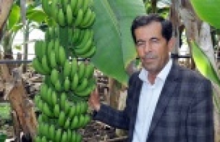 Sebze meyve krizi muz üreticisine yaradı