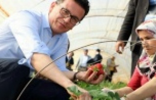 "Yeni sistem muz ve çilek gibi yerlidir"