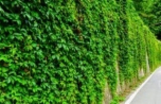 ANTBİRLİK'ten sarmaşık alarmı