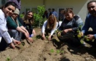 Hastane çalışanları ve hastalar sebze fidesi diktiler