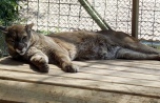 Hayvanat bahçesinin yeni misafirleri var