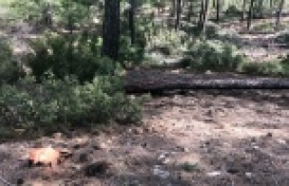 Kestiği ağacın altında kaldı öldü