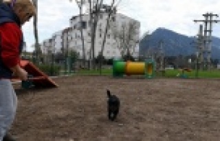 Köpek Oyun Parkı'nın üçüncüsü limana