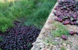 Musluoğlu: Patlıcanlar çöpe gidiyor