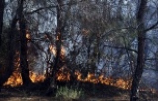 Orman yangını büyük panik yarattı