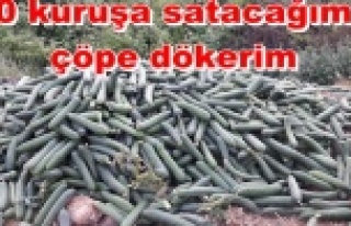 Alanya çiftçisi isyan etti: Bostan çöpe gitti