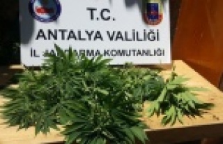 Alanya'da hint keneviri operasyonu