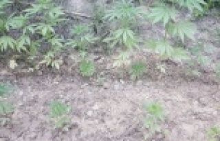 Alanya'da ormanlık alanda uyuşturucu operasyonu