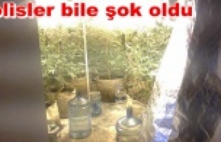 Apartman dairesine esrar serası