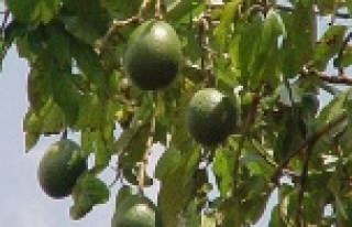 Avokado üretimi talebe yetmiyor