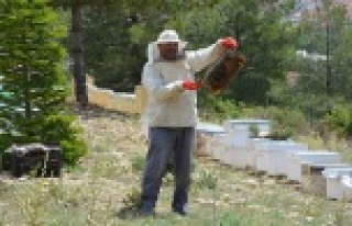 Bal üretimi beklentiyi karşılamadı