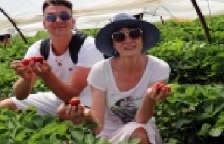 Çilek seraları ve meyve bahçeleri turistlere açıldı