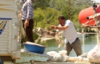 Keçiler tekneyle taşınıyor