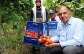 Üreticiler domatesteki fiyat artışından memnun