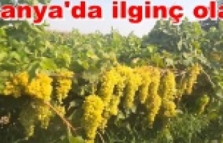 Yaprak toplarken canından oluyordu