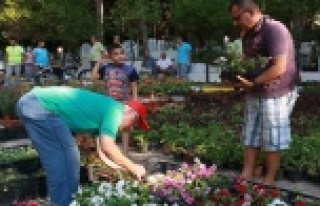 Alanya Belediyesi ücretsiz çiçek dağıtıyor