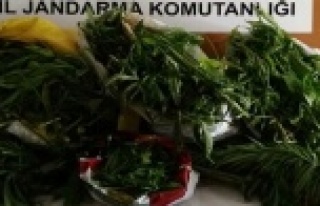 Alanya'da şok operasyon: Tam 28 kilo...