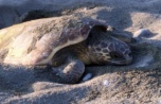 Alanya sahillerine yumurta bırakıyorlar