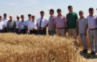 Antalya'da buğday hasadı başladı