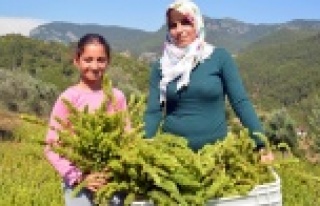 Kıraç topraktan yılda 40 bin lira kazanıyor