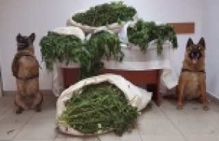 Yok artık! 63 kilo kubar yakalandı